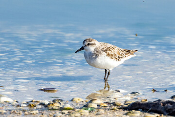 Red-necked Stint in Victoria, Australia