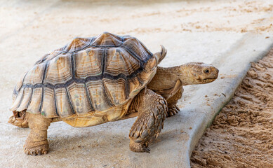 Turtle species astrochelys yniphora in zoo
