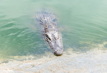 Saltwater crocodile hiding in river