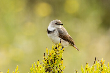 White-fronted Chat in Victoria, Australia`