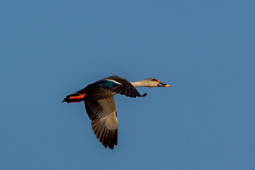 duck in flight , duck flying in the blue sky 