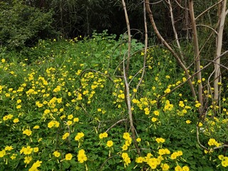 dandelions in the grass