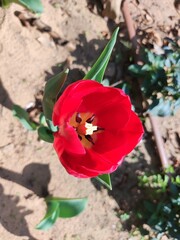 red and white tulips