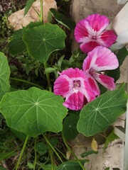 pink flower in the garden