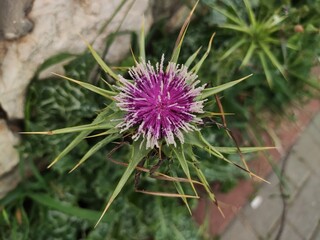 thistle in bloom