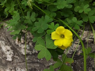 yellow flower in the garden