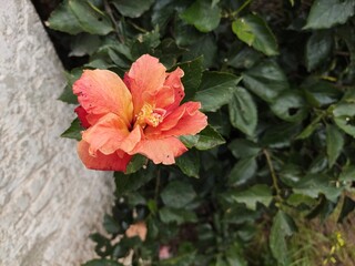 Orange hibiscus flower