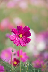 Beautiful cosmos flowers blooming in garden. Colorful cosmos flowers in spring morning and blue...