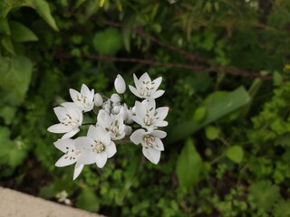 white flowers in the garden
