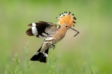Eurasian hoopoe bird in flight close up ( Upupa epops )