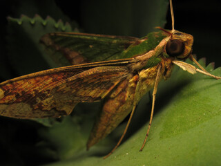 Xylophanes chiron is a green moth of the family Sphingidae.