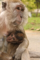 portrait of a macaque