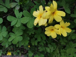 yellow flowers