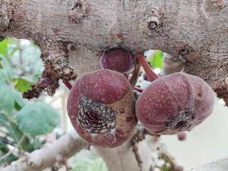 figs on a tree