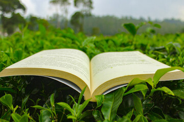 An open book on green tea leaves. Reading concept in nature. Green tea plantation in spring