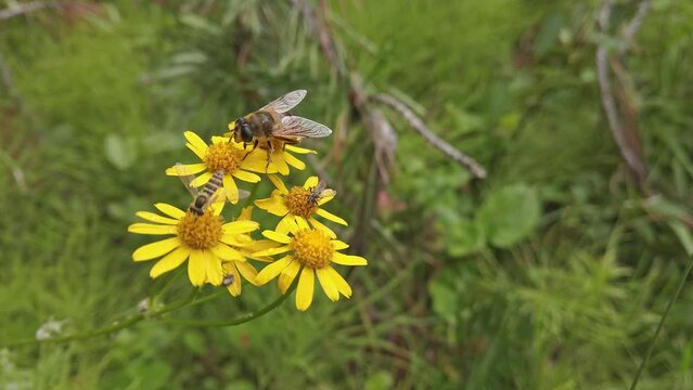 Bee and flies on yellow Balsamroot flowers pollinating
Canadian Rockies