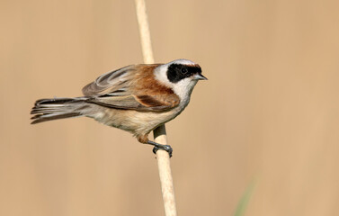 Penduline tit ( Remiz pendulinus ) - male