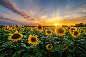 Summer sunset over field of sunflowers