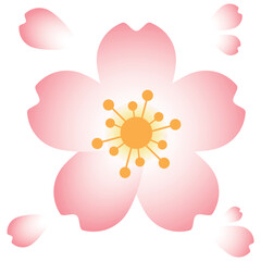 A beautiful and stunning illustration of cherry blossom flowers or also known as sakura flowers. it is one of the most popular flower in east when comes to spring time.