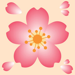 A beautiful and stunning illustration of cherry blossom flowers or also known as sakura flowers. it is one of the most popular flower in east when comes to spring time.