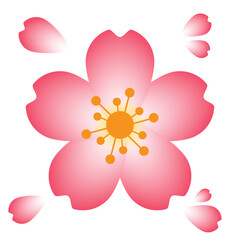 A beautiful and stunning illustration of cherry blossom flowers or also known as sakura flowers. it is one of the most popular flower in east when comes to spring time.