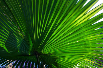 Obraz na płótnie Canvas A beautiful of fan palm leaf texture