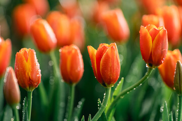 Close up buds oftulips with fresh green leaves at blur green background with copy space. Hollands...