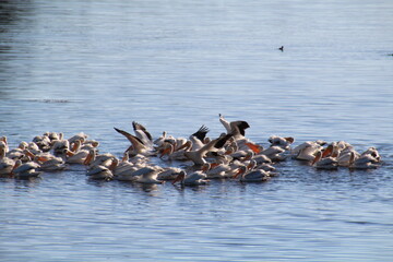 flock of pelicans, Elk Island National Park, Alberta
