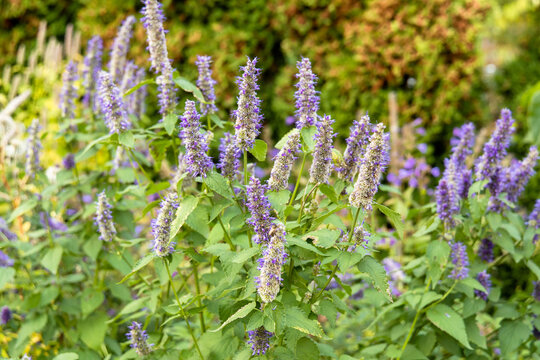 Korean Mint Agastache rugosa flower blossom