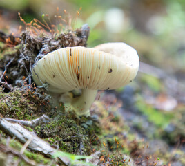 White edible mushroom grows on the ground in nature