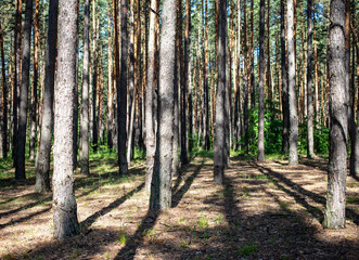 Obraz premium Tree trunks in the forest as a background.