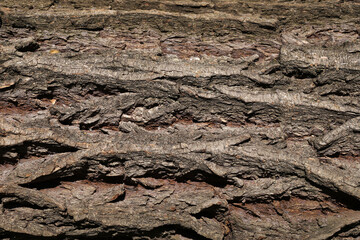 Bark on the trunk of a large tree