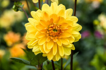Obraz premium Dahlia yellow and orange flowers in garden