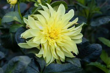 Dahlia yellow and orange flowers in garden