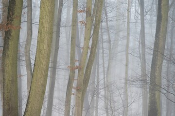 Background with trees in the fog. Nature in winter time with tree trunks. Concept for wood and environment.