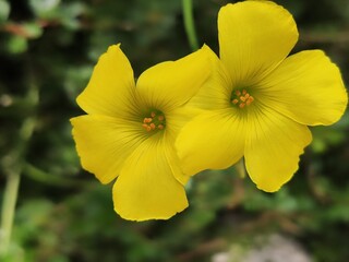 yellow flowers