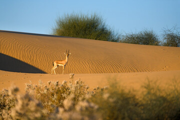 A male Chinkara stands atop sand dunes on a winter morning at Thar desert, Jaisalmer, India