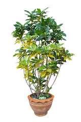 Flower pot and Green tree decoration isolated on white background with clipping path.