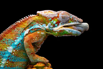 Poster Closeup head of Ambilobe Panther Chameleon (Furcifer pardalis). Ambilobe Panther Chameleon starts sticking out its tongue to catch its prey. © Lauren