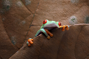 Red-eyed Tree Frog (Agalychnis callidryas) on brown leaves.