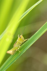 稲の葉にとまり頭を掻くイナゴ