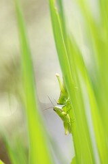 稲の葉にとまるイナゴ