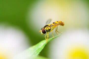 葉っぱにとまるホソヒラタアブ