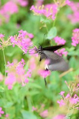 ムシトリナデシコの蜜を吸うモンキアゲハ