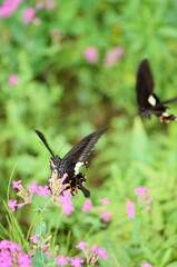 Fototapeta premium ムシトリナデシコの蜜を吸うモンキアゲハ