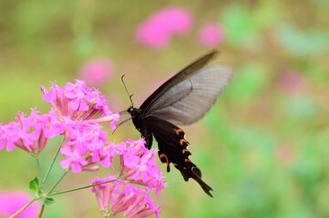 Fototapeta premium ムシトリナデシコの蜜を吸うカラスアゲハ