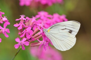ムシトリナデシコの蜜を吸うモンシロチョウ