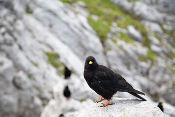 A black mountain jackdaw on the top of mt. Peca