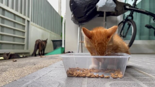 Hungry little brown cat eating dry food from plastic container. Cute kiitten standing by tupperware on house porch. Pet adoption, feeding concepts