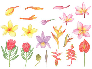 Fototapeta na wymiar Watercolor set of tropical flowers, exotic flowers, orchid, plumeria, protea, heliconia, anthurium, strelitzia.